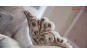 Canapea de lux alba pe stil clasic Lavinia pt. living elegant Canapea de lux alba pe stil clasic Lavinia pt. living elegant